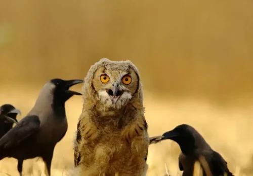 Как отличить временную бурю от настоящего шторма: тайная жизнь подростковой «плохой компании»