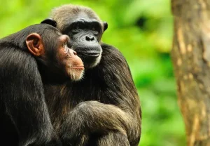 Тени любви: брачные сценарии, о которых не принято говорить