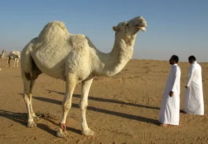 Любовь среди песков: что на самом деле означает найти «своего» в арабском мире