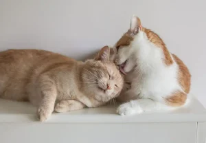 Как научиться дружить по-настоящему: механика сближения, о которой не расскажут в школьных учебниках