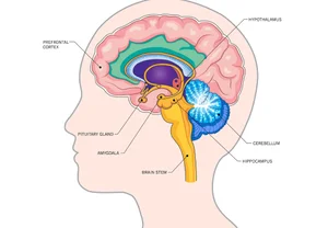 Подростки, которым срочно нужны деньги: кто ими управляет — мозг или кошелек?