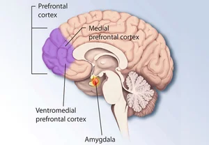 Мечты о светлом разуме: как связь мозжечка и лобной коры может победить «темные» симптомы психоза