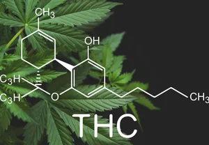 Травка к добру не приведёт: как ТГК разлаживает мозг молодых любителей покурить