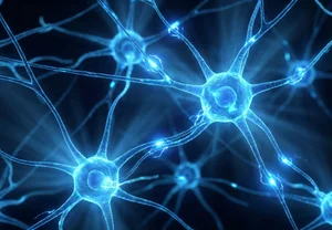 Когда мозг расцветает под вечер: дневные капризы памяти и усталости