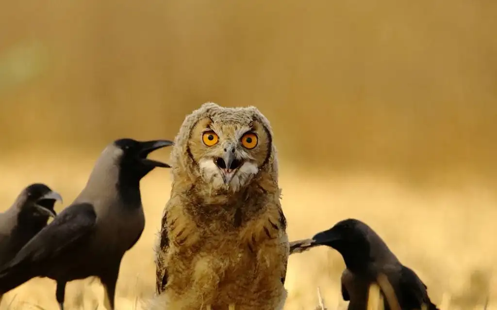 Как отличить временную бурю от настоящего шторма: тайная жизнь подростковой «плохой компании»