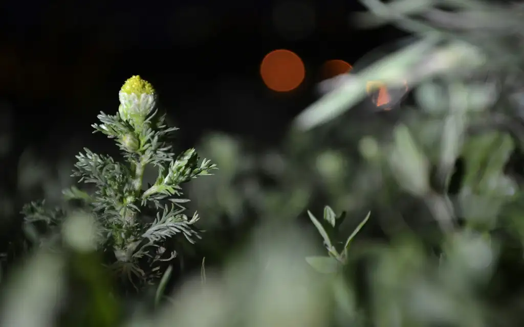 Когда твоя мечта встречает холод: почему самые близкие вдруг становятся чужими — и как найти опору внутри себя