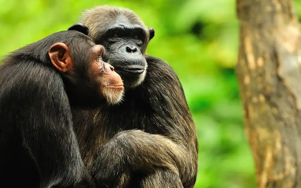 Тени любви: брачные сценарии, о которых не принято говорить