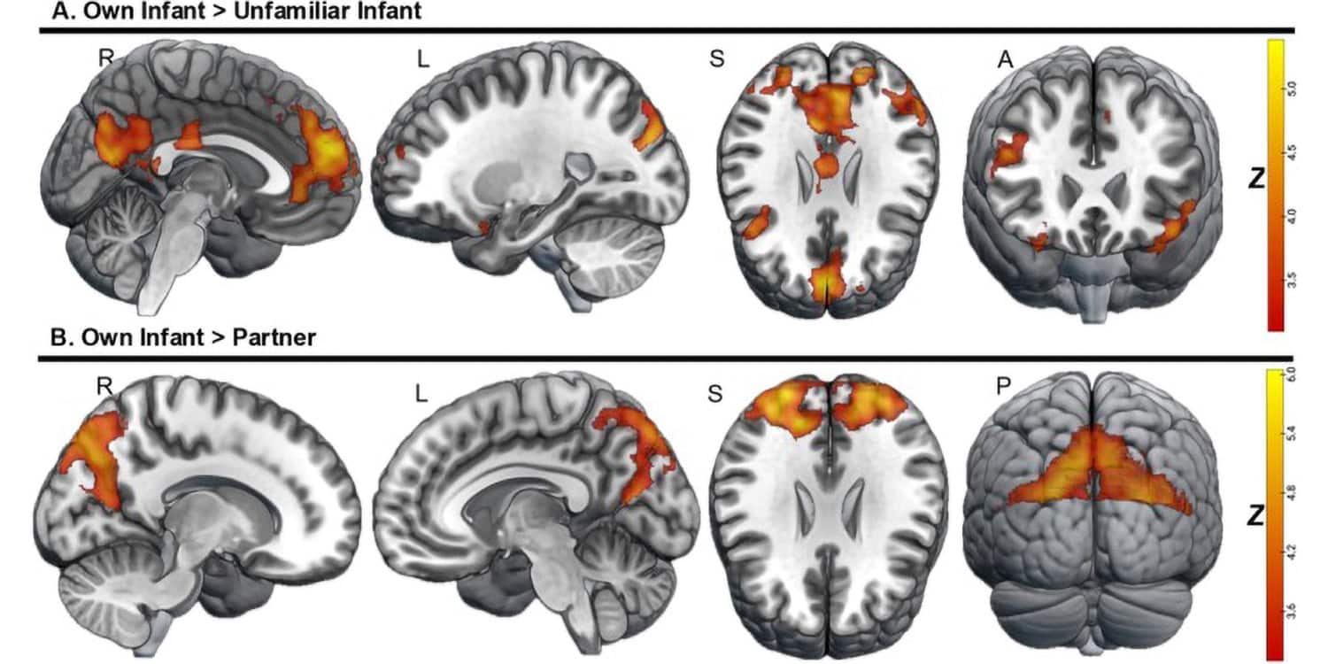 Мозг молодых отцов: ремонт без гарантий и странная любовь к своему потомству