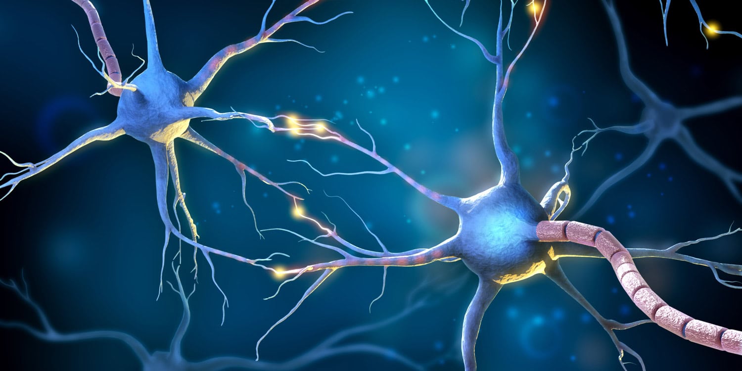 На беговой дорожке к вечной молодости мозга: как мышиные сосуды преподали науке новый урок