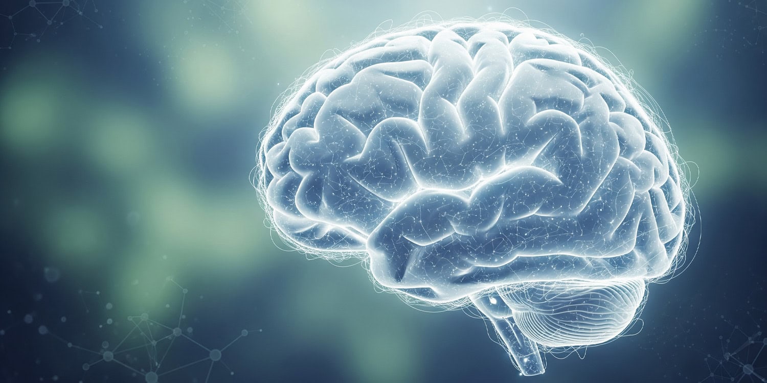 Гены, мозг и IQ: почему плотность мозговых проводов важнее их изоляции